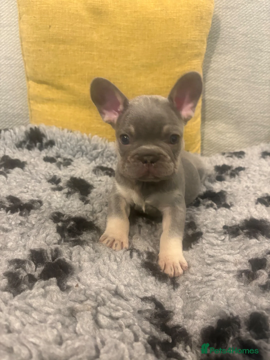 French Bulldog dogs for sale: French bulldog puppies  - Advert 2