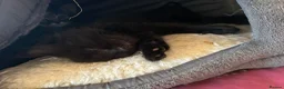 Mixed Breed cats for sale: Two little sisters - Advert 1