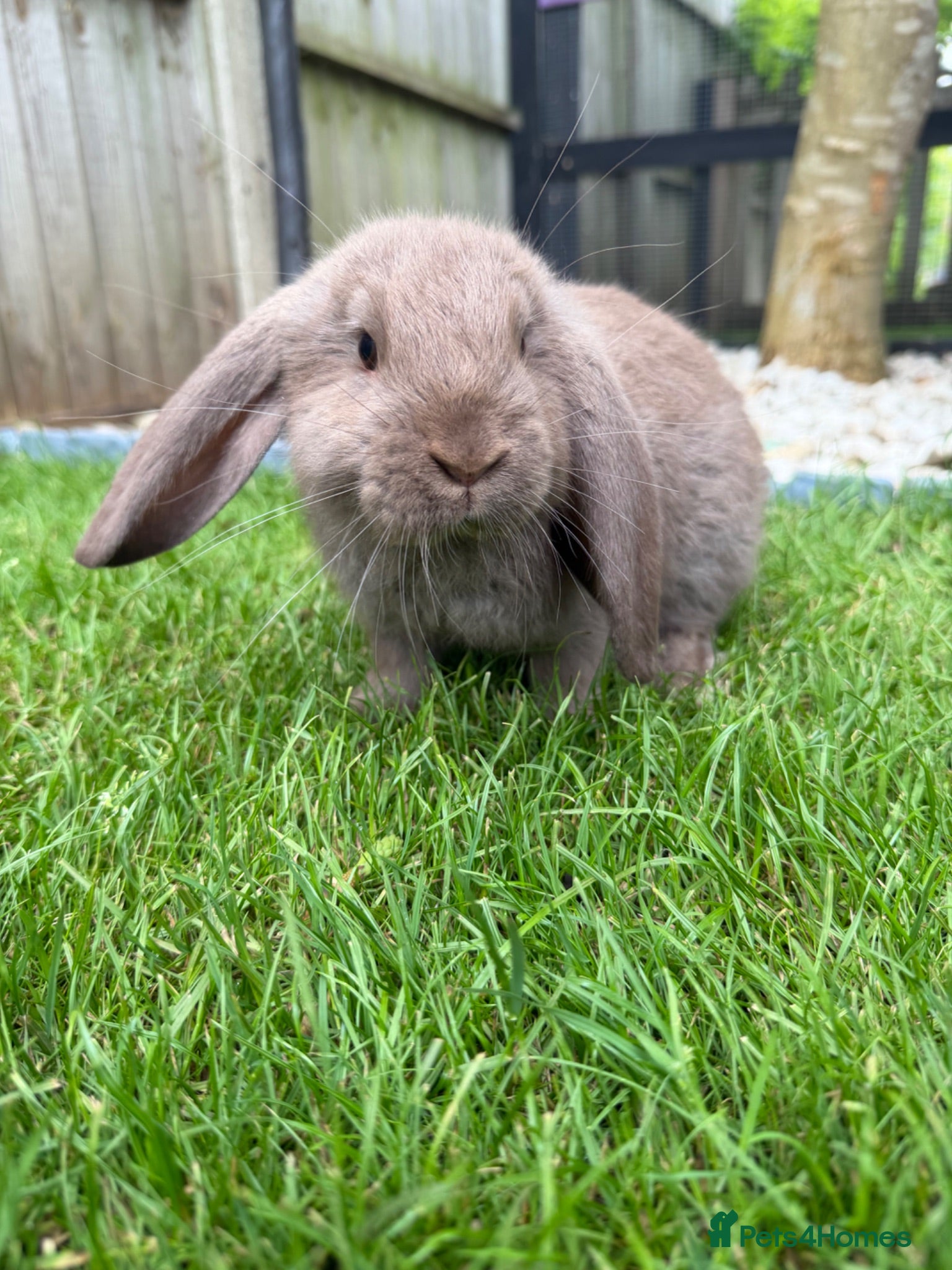 French Lop rabbits French lop  - Advert 2