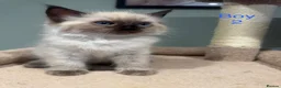 Ragdoll cats for sale: Beautiful purebred ragdoll kittens in Doncaster - Advert 21