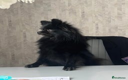 Pomeranian dogs for sale: Luna  - Image 4