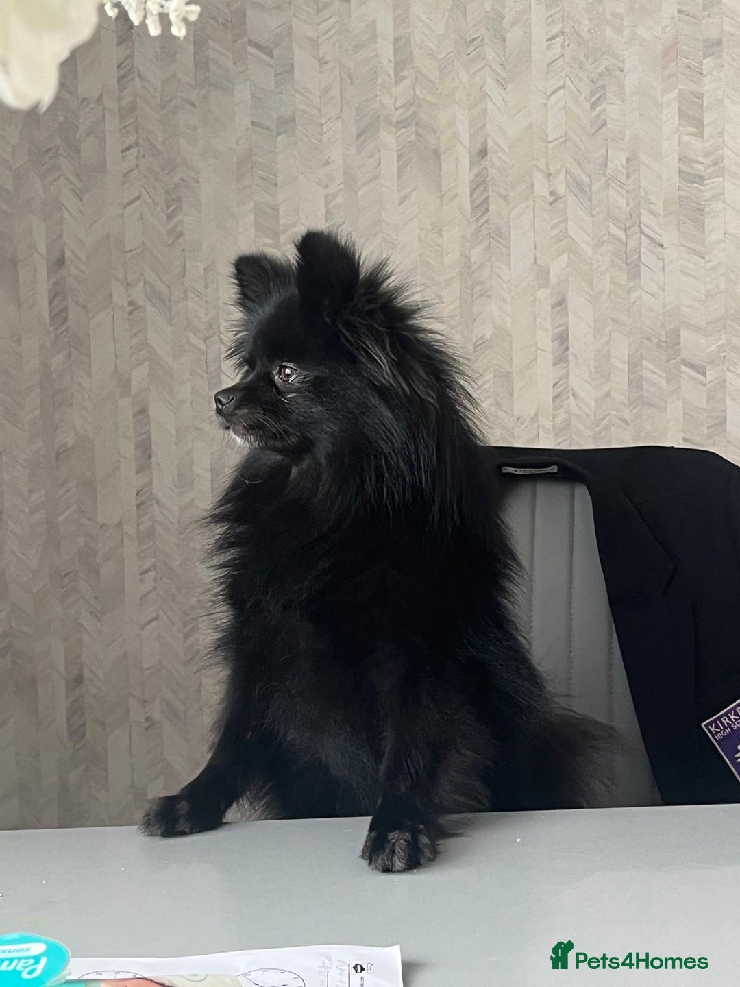 Pomeranian dogs for sale: Luna  - Image 4