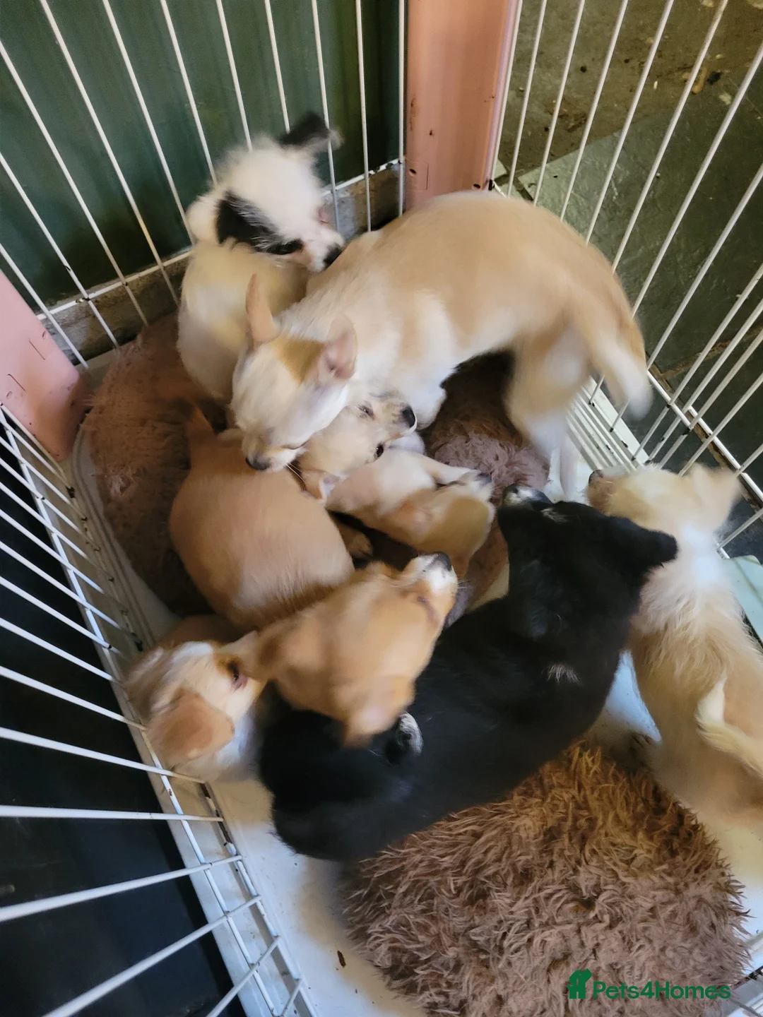 Chorkie dogs for sale: Last male - Advert 2