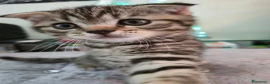 Scottish Fold 1