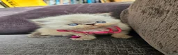 Persian cats for sale: Stunning Top Quality Persian Kittens  - Advert 11