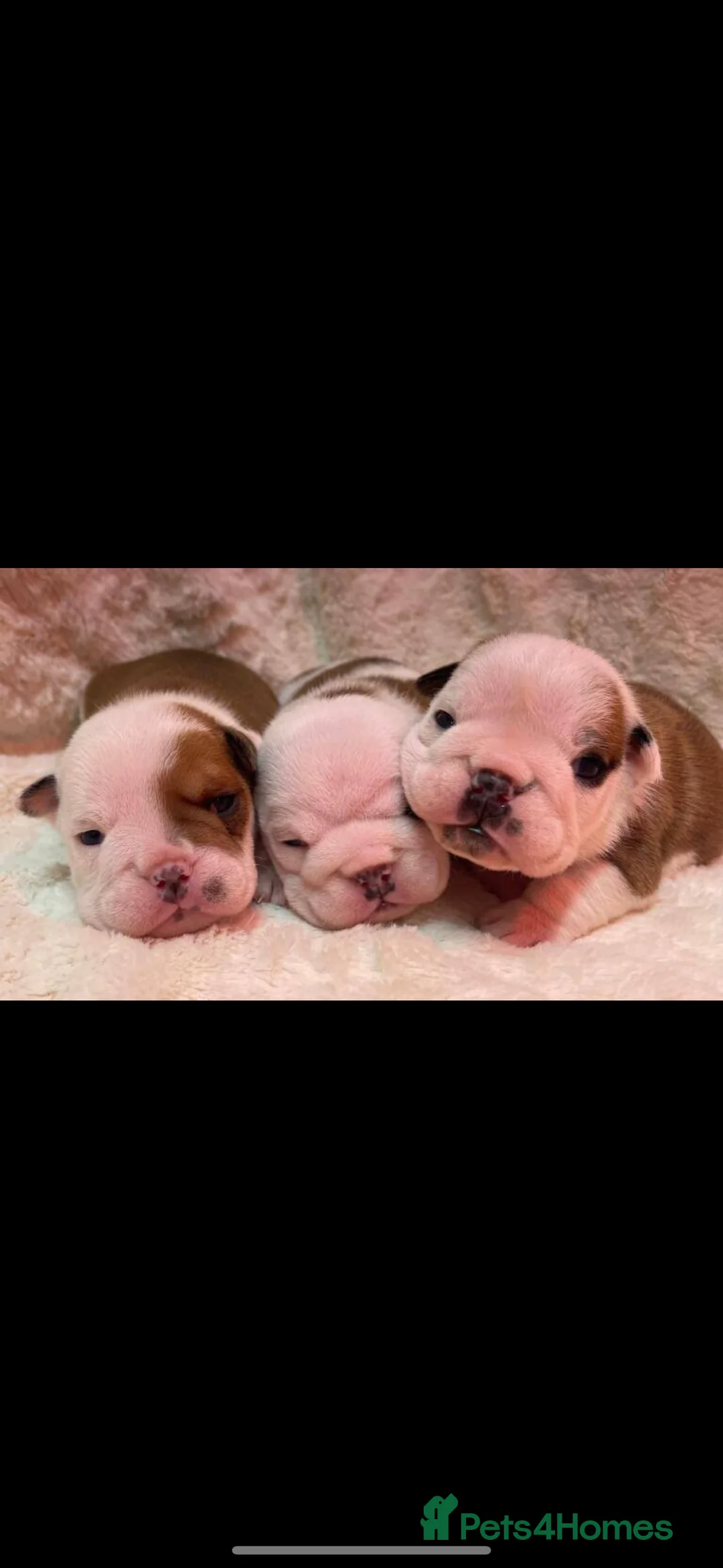 English Bulldog dogs for stud: Britishpride stud  in Manchester - Advert 13