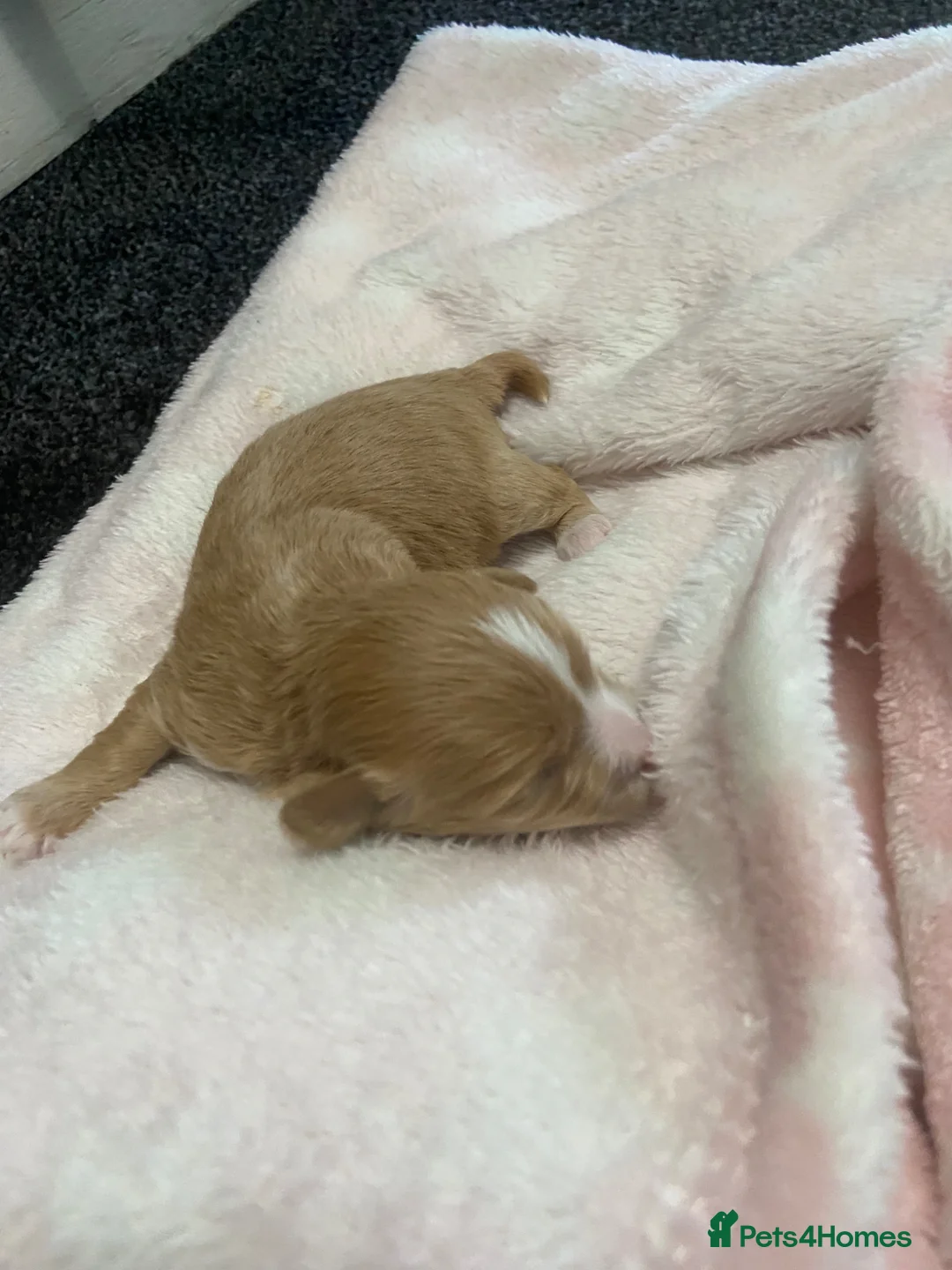 Maltipoo dogs for sale: Tiny f1 maltipoos, parents dna health clear - Advert 2