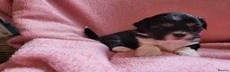 Lhasa Apso dogs for sale: Lhasa Apso — Ready to go! Beautiful Babies. - Advert 4