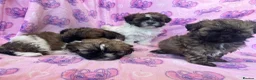 Shihpoo dogs for sale: Shihpoo puppies for sale  - Advert 3