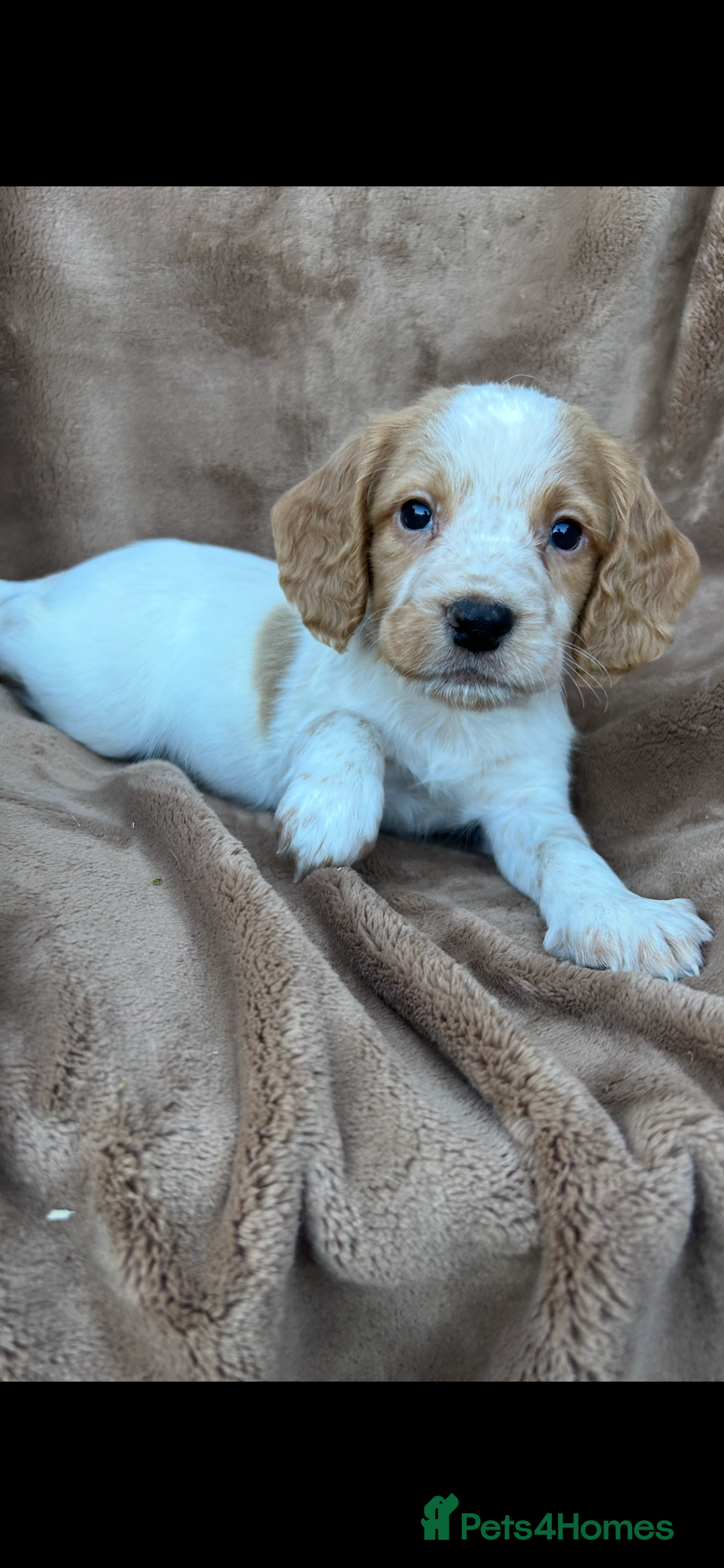 Cocker Spaniel dogs for sale: Gorgeous kc registered cocker spaniel puppies - Image 13
