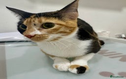 Mixed Breed cats for adoption: [Indoors Only] Mishu - Charming loving girl - Image 6