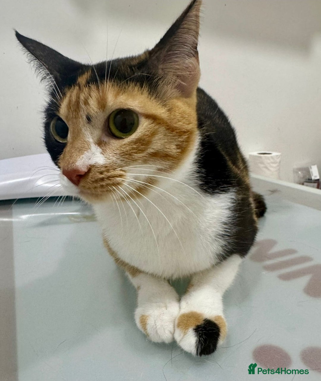 Mixed Breed cats for adoption: [Indoors Only] Mishu - Charming loving girl - Image 6
