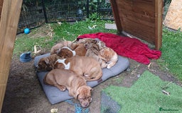 Old Tyme Bulldog dogs for sale: Old Tyme Bulldog pups 9 weeks  - Image 1