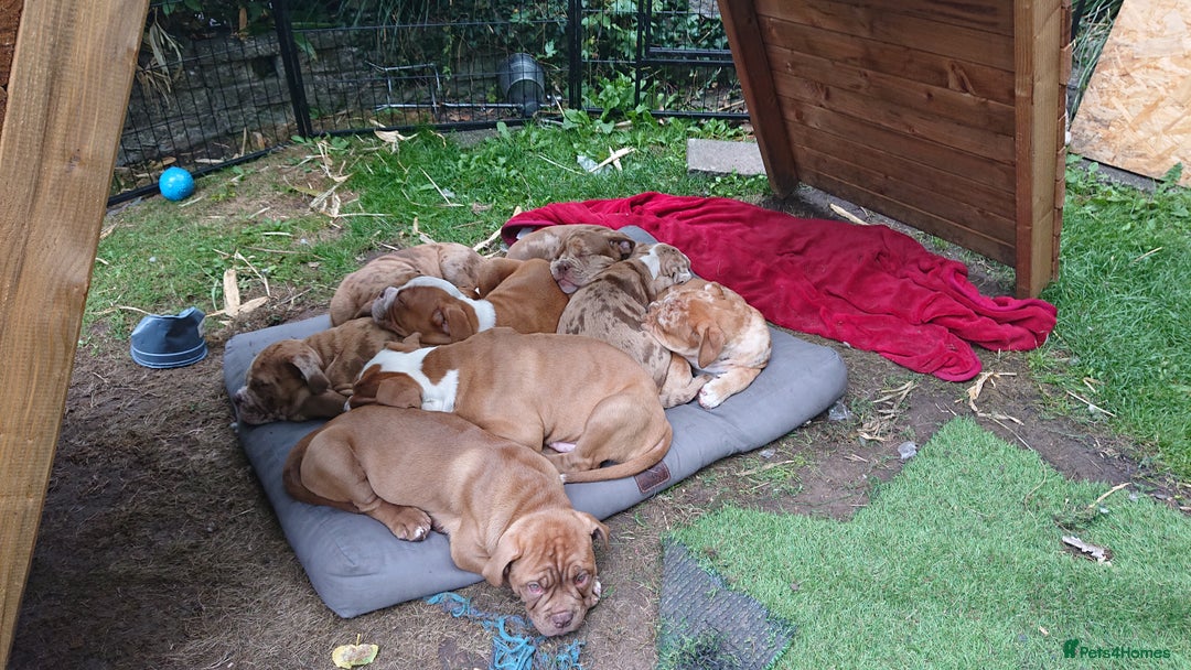 Old Tyme Bulldog dogs for sale: Old Tyme Bulldog pups 9 weeks  - Image 1