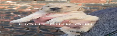 Golden Retriever Light pink girl 