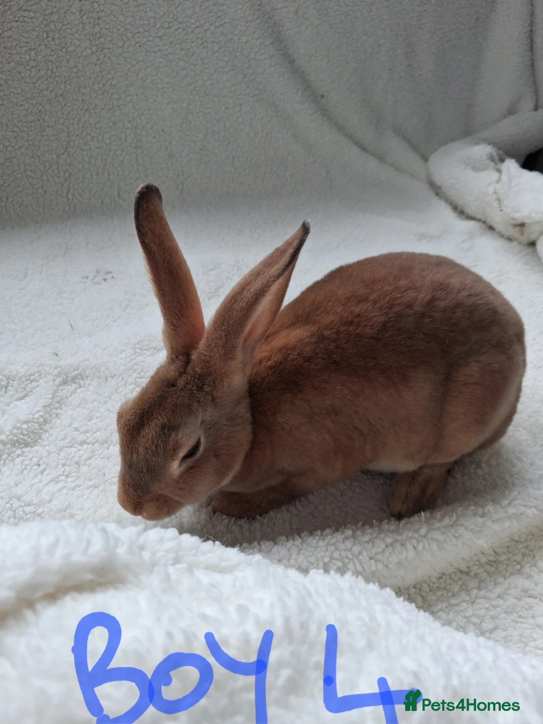 Rex rabbits for sale: Show quality mini rex babies  - Advert 9