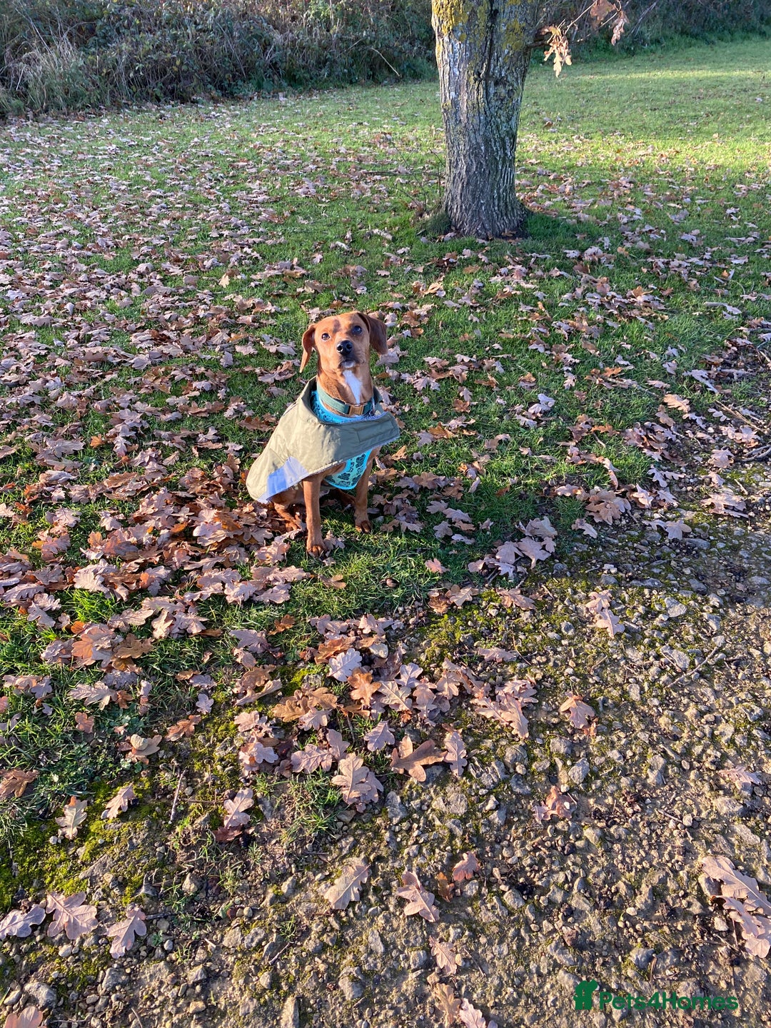 Mixed Breed dogs for sale: meet Phil  - Advert 3