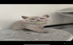 British Shorthair cats for sale: Top Quality GCCF British Shorthair Kittens!  - Image 5