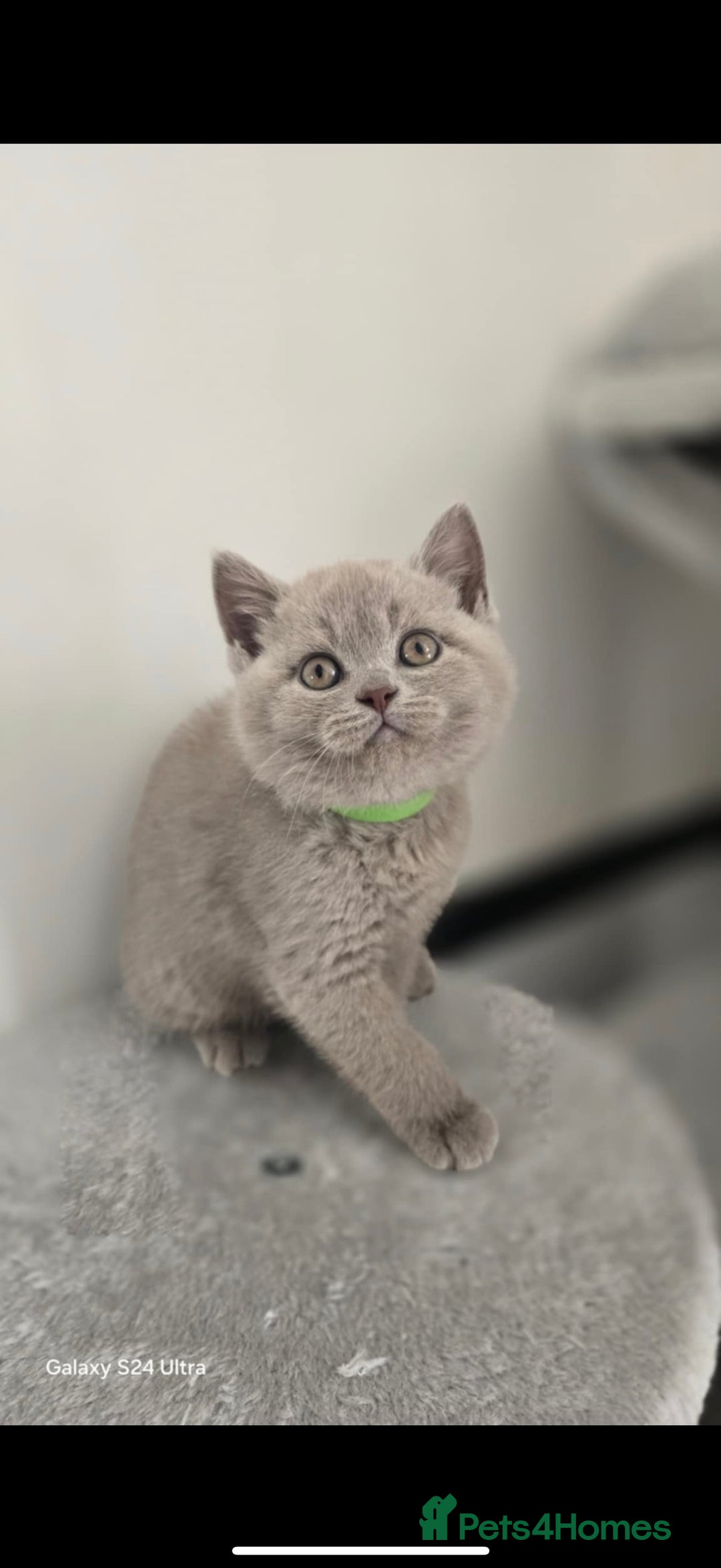 British Shorthair cats for sale: Top Quality GCCF British Shorthair Kittens!  - Image 5