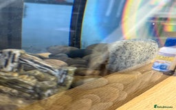 Axolotl reptiles for sale: Axolotl for sale  - Image 4
