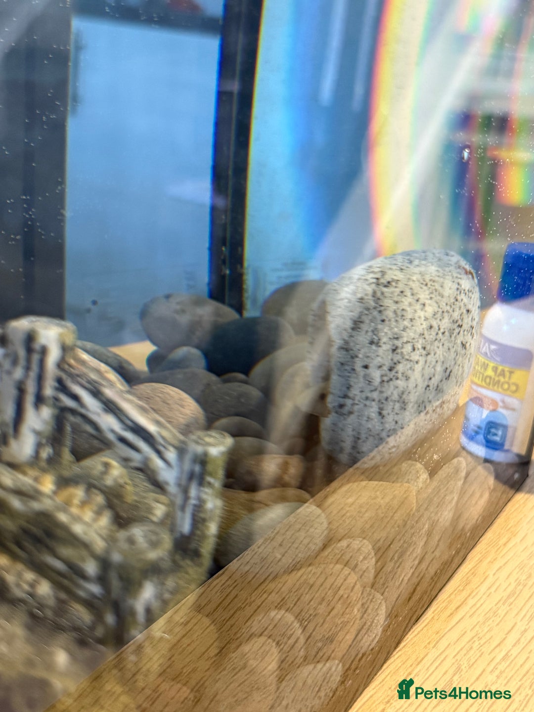Axolotl reptiles for sale: Axolotl for sale  - Image 4