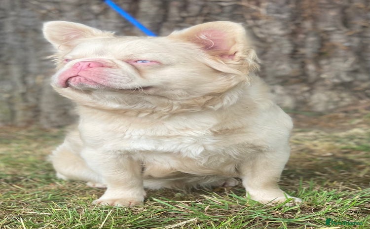French Bulldog dogs - Advert 1