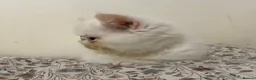 Exotic cats for sale: Exotic Persians - Advert 26