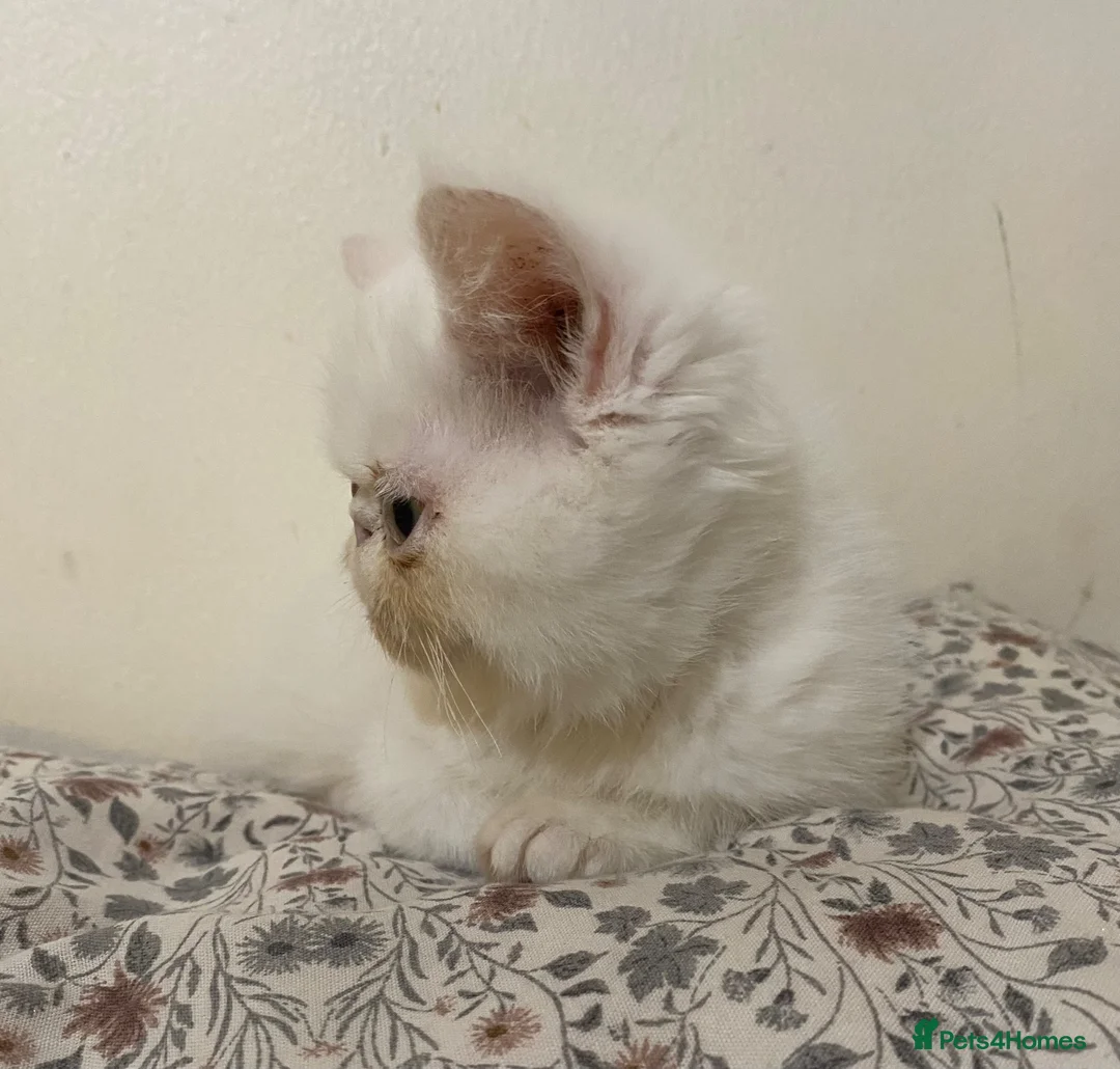 Exotic cats for sale: Exotic Persians - Advert 26