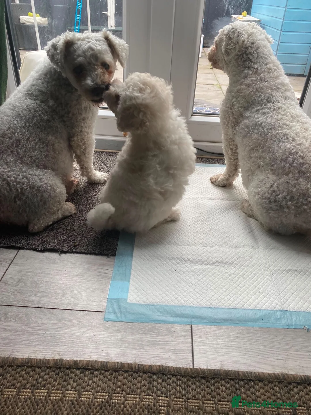 Poochon dogs for sale: Beautiful f1 poochon in Rhyl - Advert 1