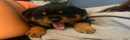 Rottweiler dogs for sale: Rottweiler Puppies – Champion & Top Bloodlines - Advert 4