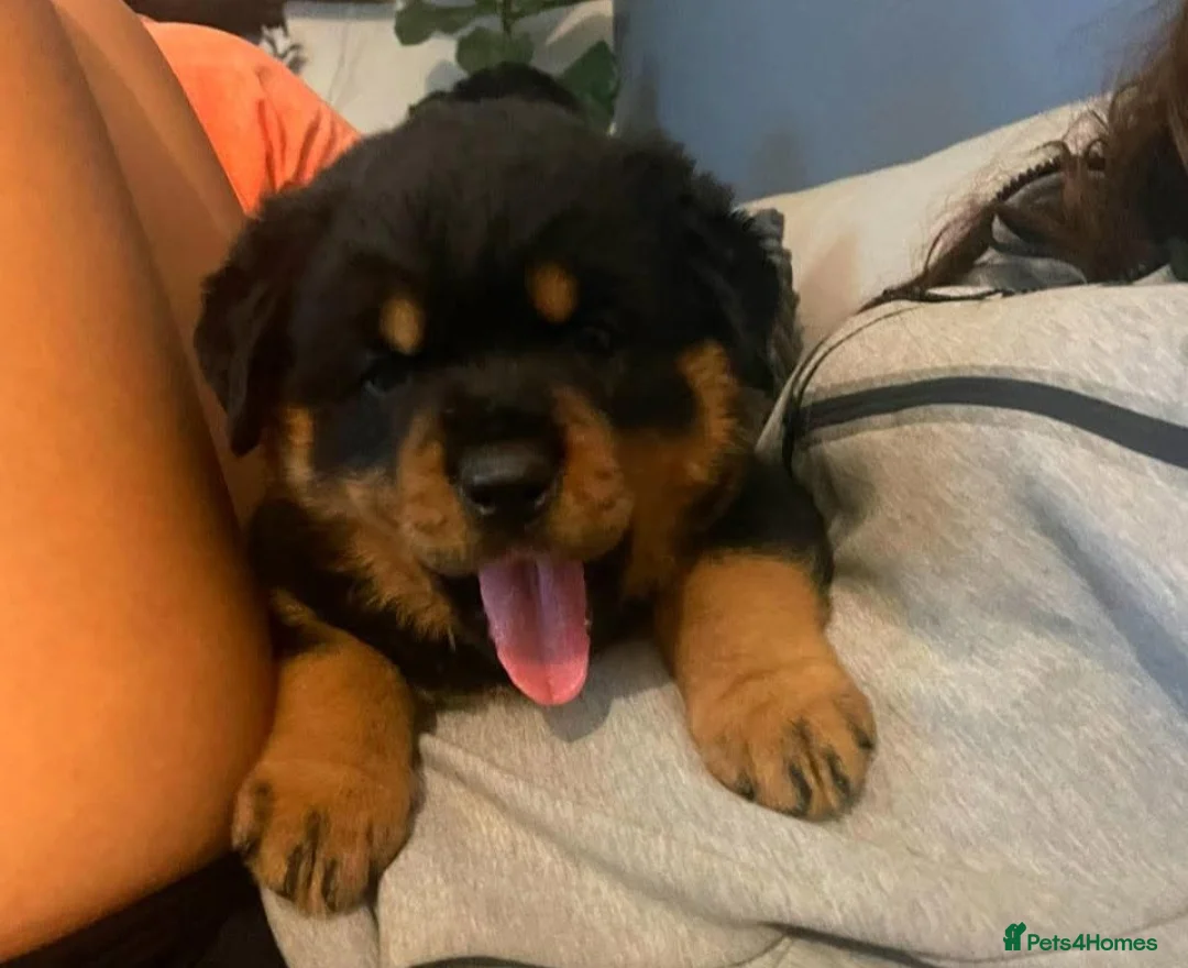 Rottweiler dogs for sale: Rottweiler Puppies – Champion & Top Bloodlines - Advert 4