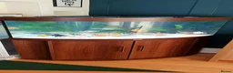 Fancy Goldfish fish for sale: Reluctant rehoming of fancy goldfish in Leicester - Advert 1