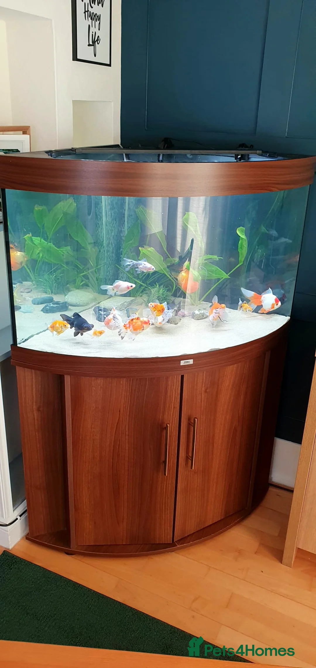 Fancy Goldfish fish for sale: Reluctant rehoming of fancy goldfish in Leicester - Advert 1