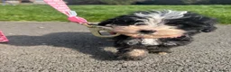 Sheepadoodle dogs for sale: Micro mini Sheepadoodles 1 littlegirlleft - Advert 7