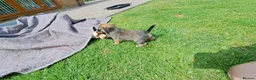 Border Terrier dogs for sale: Border terrier puppies  - Advert 4