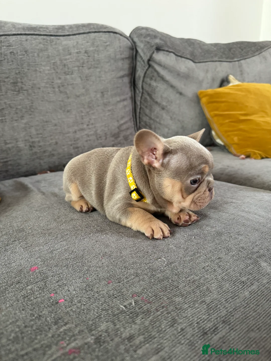 French Bulldog dogs for sale: High quality French bulldogs puppies  - Advert 25