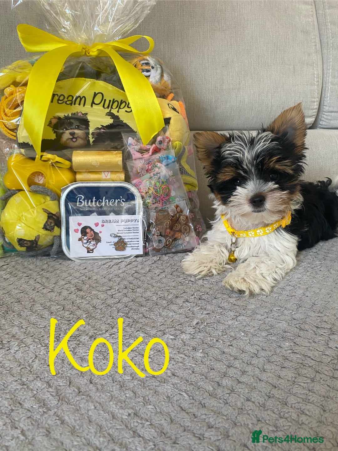 Yorkshire Terrier dogs for sale: Beautiful very small xxxs Biewer Yorkshire Terrier - Image 1