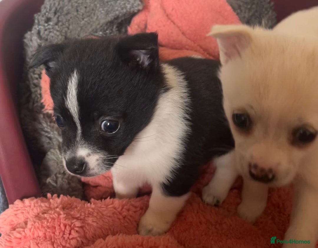 Mixed Breed dogs for sale: Jack Russel  - Advert 5