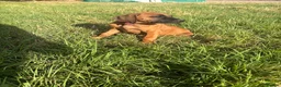 Rhodesian Ridgeback dogs for sale: One beautiful gentle kc little girl - Advert 22