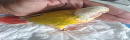 Conures birds for sale: hand reared baby suncheek conures  - Advert 11
