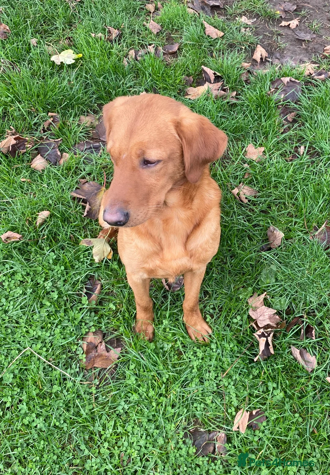 Labrador Retriever dogs for stud: Health clear,hip scored,KC Red Labrador for stud in Darlington - Advert 11