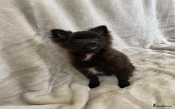 Pomeranian dogs for sale: 💕Beautiful Black Pomeranian Girl💕 - Image 9