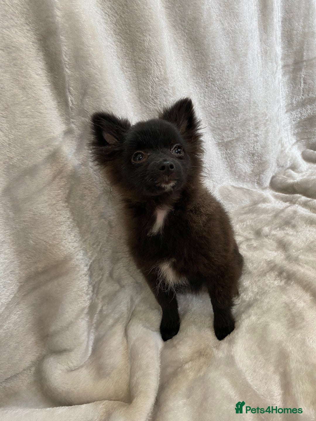 Pomeranian dogs for sale: 💕Beautiful Black Pomeranian Girl💕 - Image 9