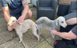 Bedlington Terrier dogs for stud: KC Registered Bedlington Terrier Stud in Ferryhill - Image 17