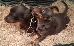 Miniature Dachshund dogs for sale: MINIATURE DASCHUND BOYS  - Advert 7