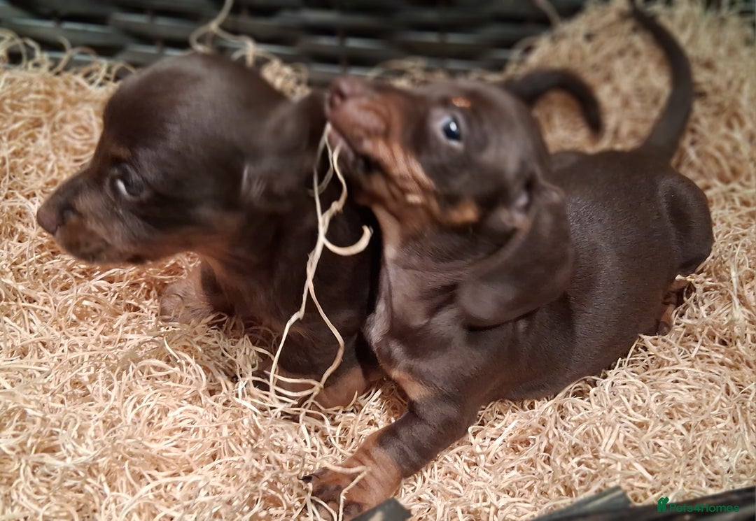 Miniature Dachshund dogs for sale: MINIATURE DASCHUND BOYS  - Advert 7