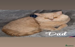Scottish Fold cats for sale: Scottish folds for sale  - Image 7