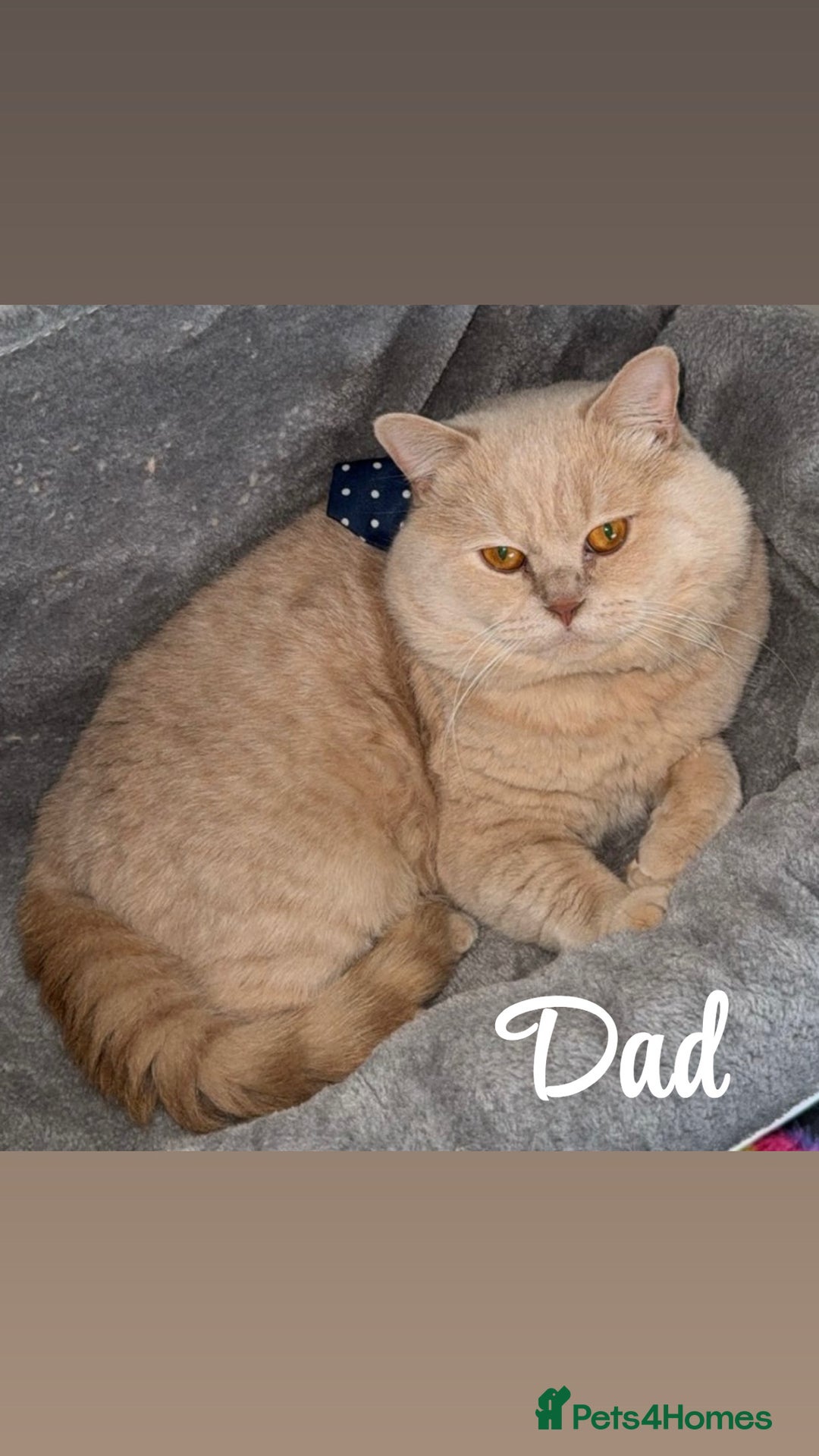 Scottish Fold cats for sale: Scottish folds for sale  - Image 7