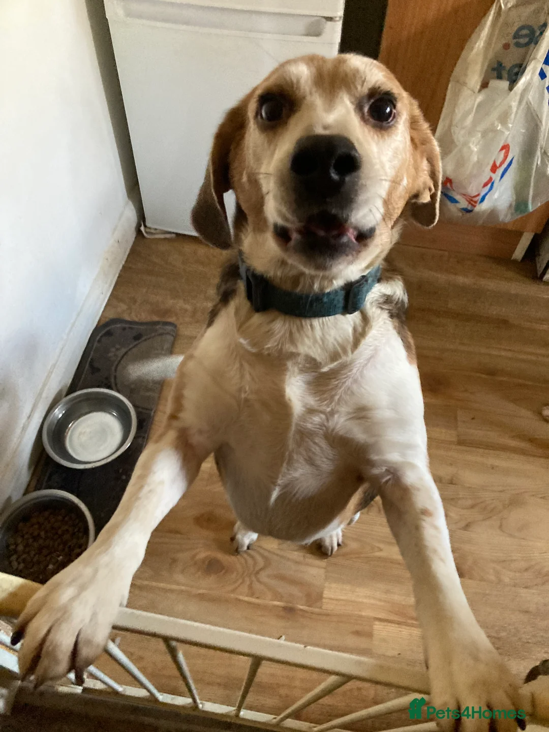 Foxhound dogs for sale: This is copper  - Advert 4