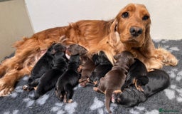 Cocker Spaniel dogs for sale: KC Registered Show Type Cocker Spaniel Puppies - Image 3